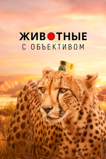 Сериал «Животные в объективе» смотреть онлайн сериалв хорошем качестве 1080p Сериал «Животные в объективе» смотреть онлайн сериалв хорошем качестве 1080p